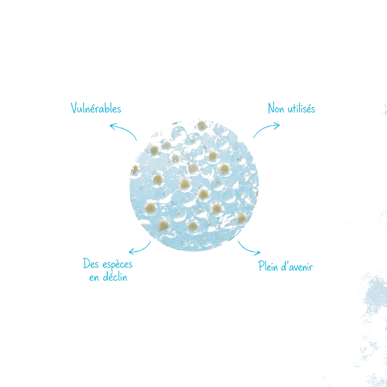 Œufs marins viables entourés d'annotations